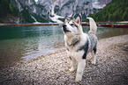 standing Alaskan Malamute