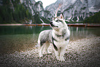standing Alaskan Malamute