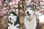 2 dogs