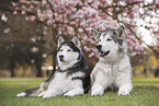 2 dogs