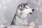 female Alaskan Malamute