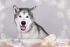female Alaskan Malamute
