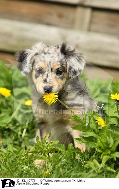 Alpine Shepherd Puppy / KL-10776