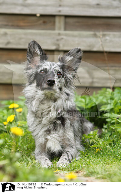 lying Alpine Shepherd / KL-10789