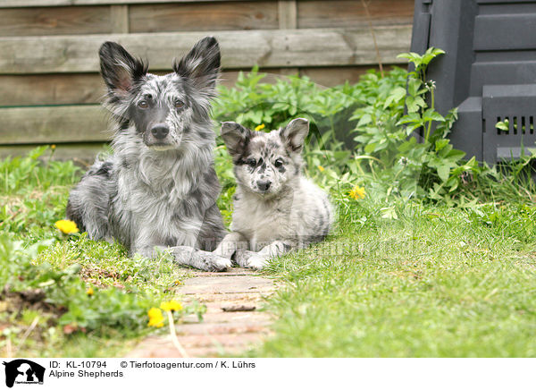 Alpine Shepherds / KL-10794