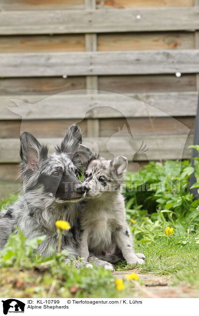 Alpenhtehunde / Alpine Shepherds / KL-10799