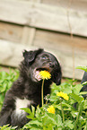 Alpine Shepherd Puppy