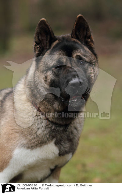 American Akita Portrait / American Akita Portrait / DG-05330