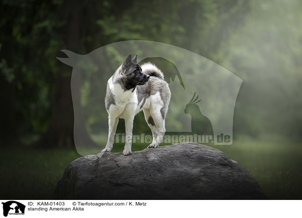 stehender Amerikanischer Akita / standing American Akita / KAM-01403