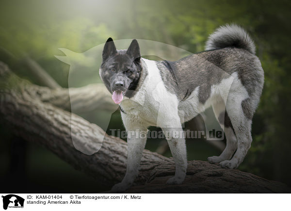 stehender Amerikanischer Akita / standing American Akita / KAM-01404