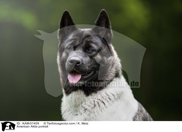 Amerikanischer Akita Portrait / American Akita portrait / KAM-01409