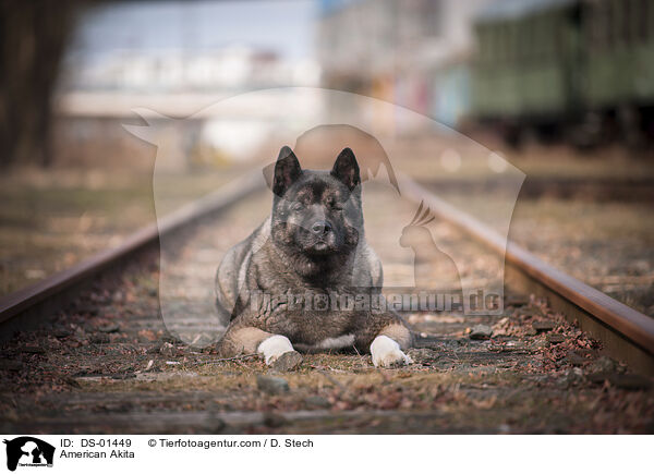 Amerikanischer Akita / American Akita / DS-01449