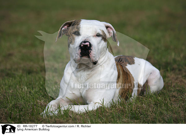 lying American Bulldog / RR-18277