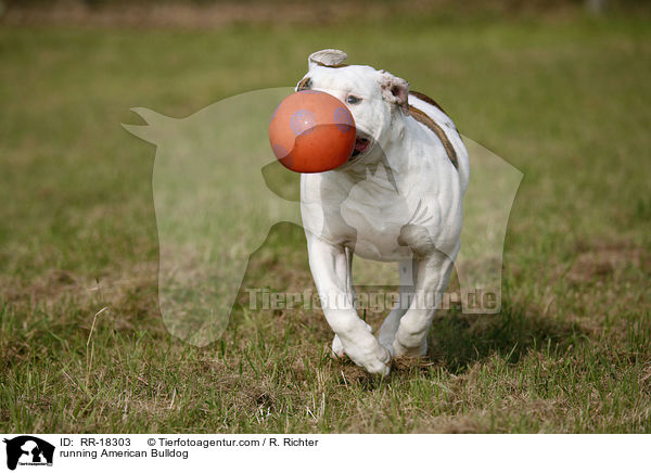 rennende Amerikanische Bulldogge / running American Bulldog / RR-18303