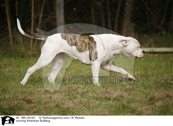 rennende Amerikanische Bulldogge / running American Bulldog / RR-18334