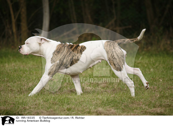 rennende Amerikanische Bulldogge / running American Bulldog / RR-18335