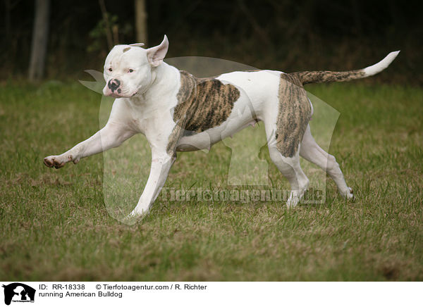 running American Bulldog / RR-18338