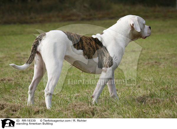 stehende Amerikanische Bulldogge / standing American Bulldog / RR-18339