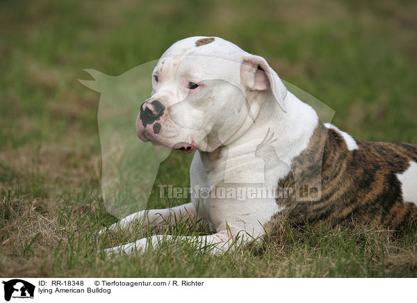 liegende Amerikanische Bulldogge / lying American Bulldog / RR-18348