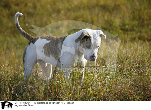 Hund beobachtet rascheln im Gras / dog watchs Gras / RR-18364