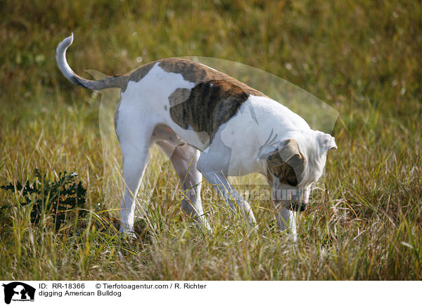 buddelnde Amerikanische Bulldogge / digging American Bulldog / RR-18366