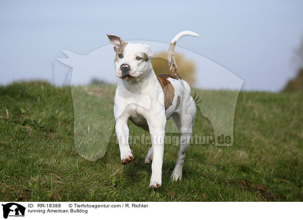 running American Bulldog / RR-18388