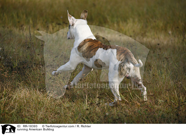 rennende Amerikanische Bulldogge / running American Bulldog / RR-18393