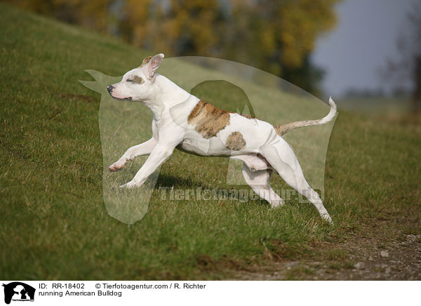 running American Bulldog / RR-18402