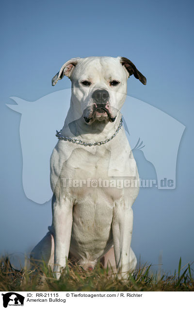 American Bulldog / American Bulldog / RR-21115