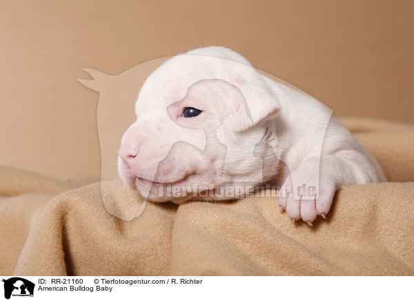 American Bulldog Baby / American Bulldog Baby / RR-21160