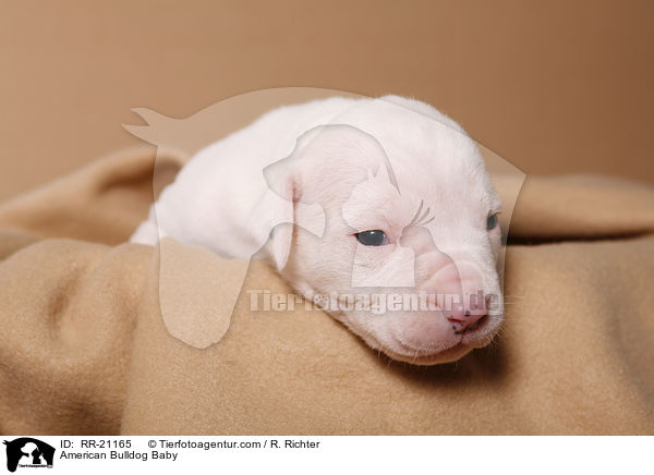 American Bulldog Baby / American Bulldog Baby / RR-21165