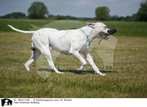 male American Bulldog / RR-21195
