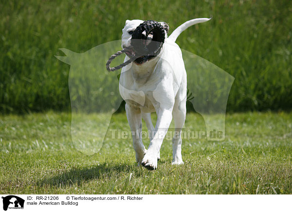 male American Bulldog / RR-21206