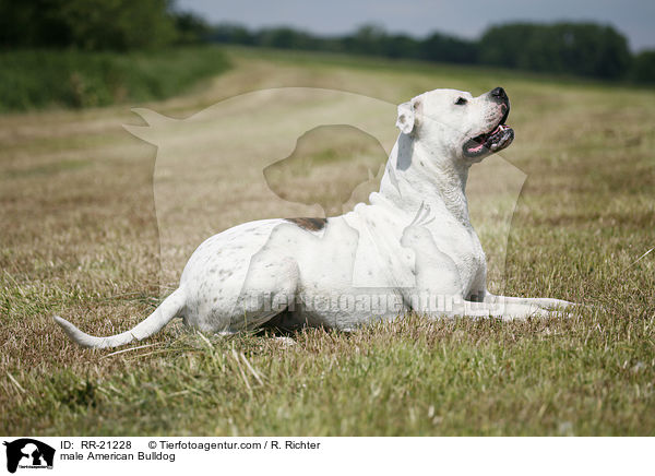 American Bulldog Rde / male American Bulldog / RR-21228