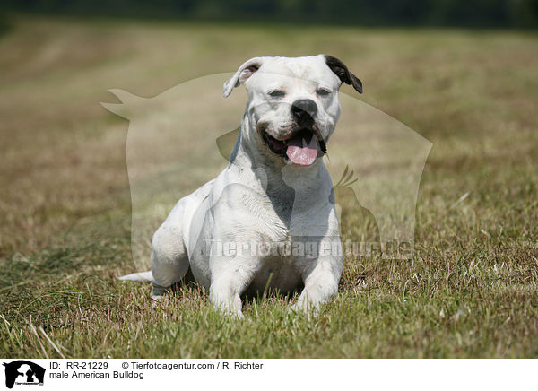American Bulldog Rde / male American Bulldog / RR-21229