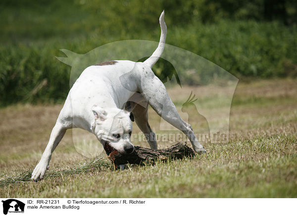 American Bulldog Rde / male American Bulldog / RR-21231