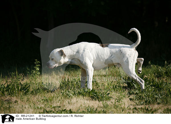American Bulldog Rde / male American Bulldog / RR-21241