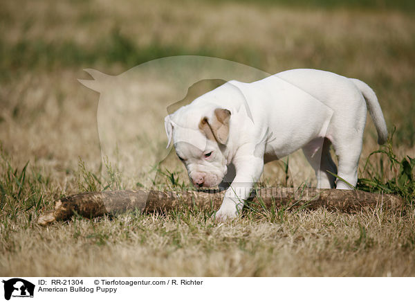 American Bulldog Welpe / American Bulldog Puppy / RR-21304