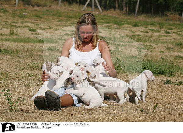American Bulldog Welpe / American Bulldog Puppy / RR-21338