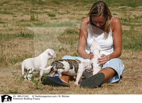 American Bulldog Puppy / RR-21342