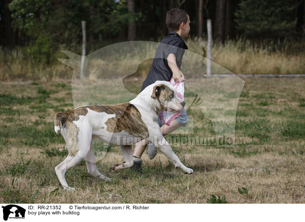 boy plays with bulldog / RR-21352