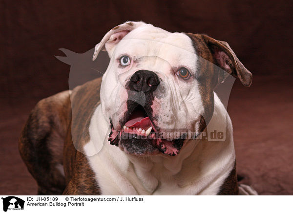 American Bulldog Portrait / JH-05189