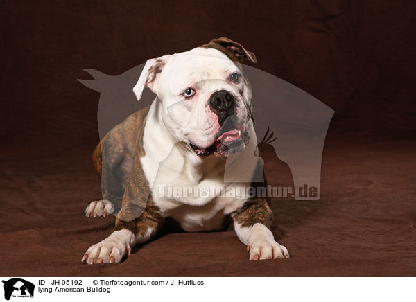 lying American Bulldog / JH-05192