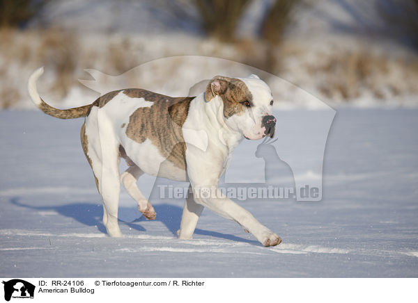American Bulldog / RR-24106