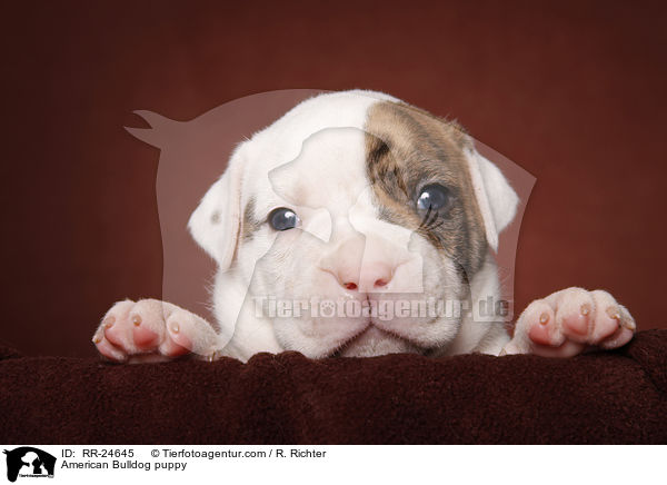 American Bulldog Welpe / American Bulldog puppy / RR-24645