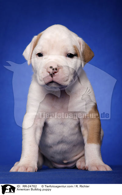 American Bulldog Welpe / American Bulldog puppy / RR-24762