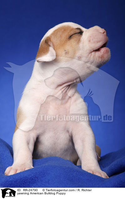 ghnender American Bulldog Welpe / yawning American Bulldog Puppy / RR-24790