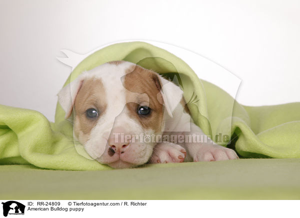 American Bulldog puppy / RR-24809