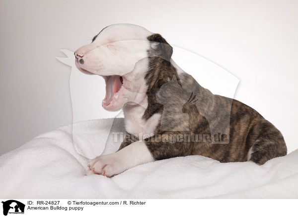 American Bulldog Welpe / American Bulldog puppy / RR-24827