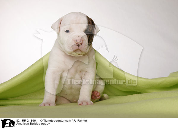 American Bulldog puppy / RR-24846